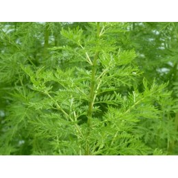 Artemisia annua - Armoise annuelle (plant)