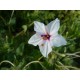 Mirabilis longiflora - Belle de nuit à longues fleurs