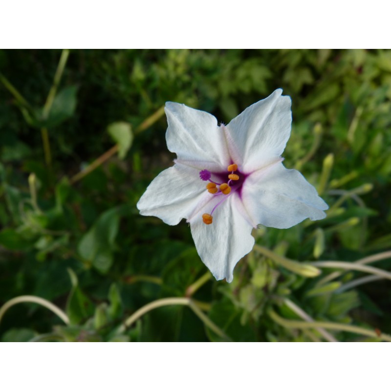 Belle de nuit à longues fleurs - Mirabilis longiflora (graines / seeds)