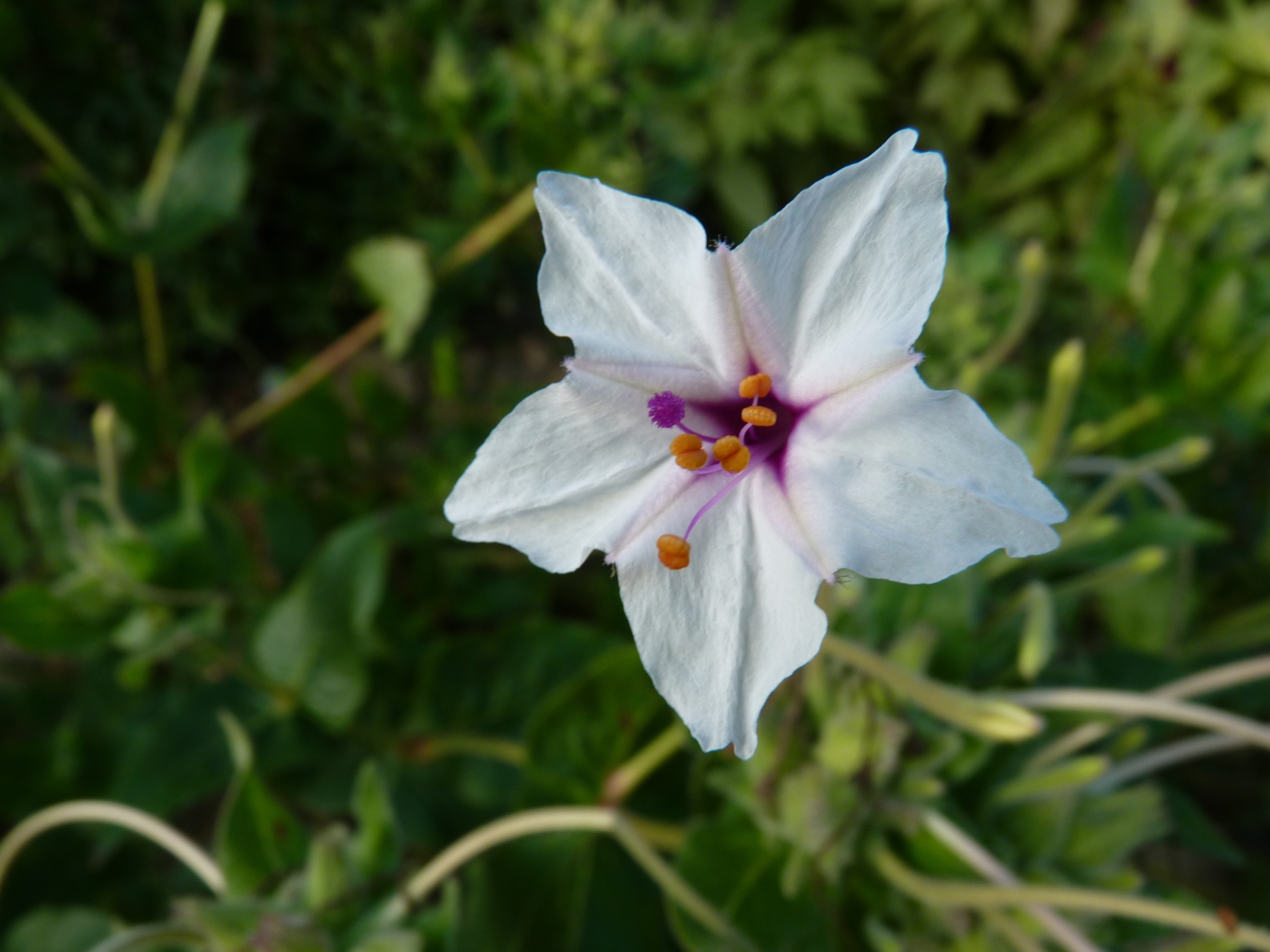 Descubra 48 kuva fleur de nuit plante - Thptnganamst.edu.vn