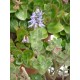 Plectranthus amboinicus - Gros thym Antillais