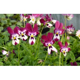 Viola cornuta (alpine) 'Pink Wings' - Pensée à petites fleurs