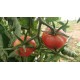 Tomate ancienne  'Bowlin Pin' (Graines / seeds)