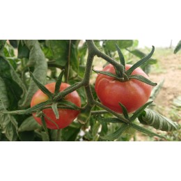 Tomate ancienne  'Pink Hathaway' (Graines / seeds)