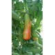 Tomate ancienne  'Bowlin Pin' (Graines / seeds)