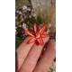 Bessera elegans - Fleur de corail du Mexique
