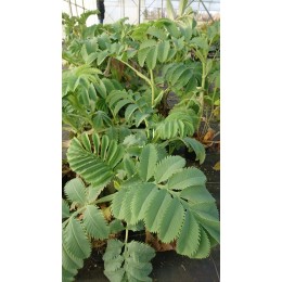 Melianthus major - Arbuste à odeur de cacahuète (Graines - Seeds)