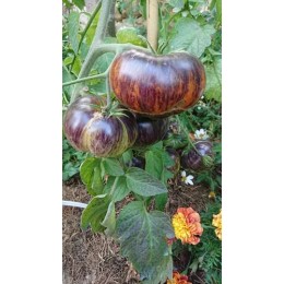 Tomate 'Alice Dream' - Solanum lycopersicum  (Graines / seeds)