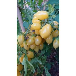 Tomate 'Alice Dream' - Solanum lycopersicum  (Graines / seeds)