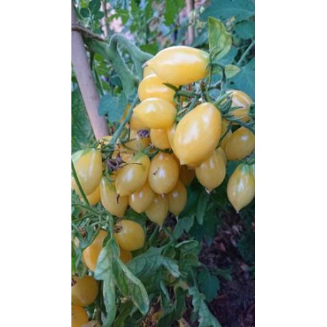 Tomate 'Alice Dream' - Solanum lycopersicum  (Graines / seeds)