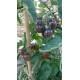 Tomate 'Alice Dream' - Solanum lycopersicum  (Graines / seeds)