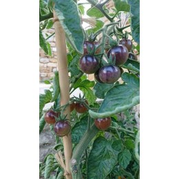 Tomate 'Alice Dream' - Solanum lycopersicum  (Graines / seeds)