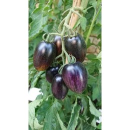 Tomate 'Brad's Atomic Grape' - Solanum lycopersicum  (Graines / seeds)