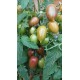 Tomate 'Alice Dream' - Solanum lycopersicum  (Graines / seeds)