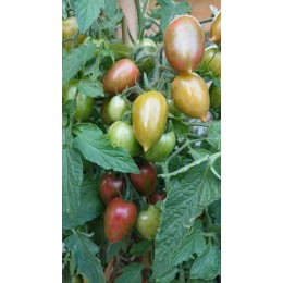 Tomate 'Candy Sweet Icicle' - Solanum lycopersicum  (Graines / seeds)