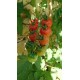 Tomate 'Chadwick Cherry or Camp Joy'' - Solanum lycopersicum  (Graines / seeds)