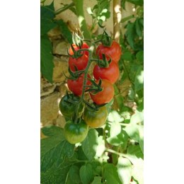 Tomate 'Chadwick Cherry or Camp Joy'' - Solanum lycopersicum  (Graines / seeds)