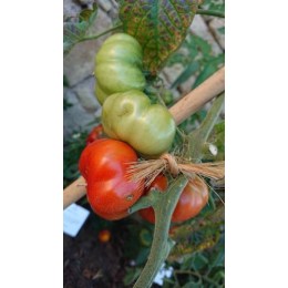 Tomate 'Costoluto of Parma' - Solanum lycopersicum  (Graines / seeds)