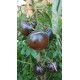 Tomate 'Chesnut Chocolate' - Solanum lycopersicum  (Graines / seeds)