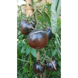 Tomate 'Chesnut Chocolate' - Solanum lycopersicum  (Graines / seeds)