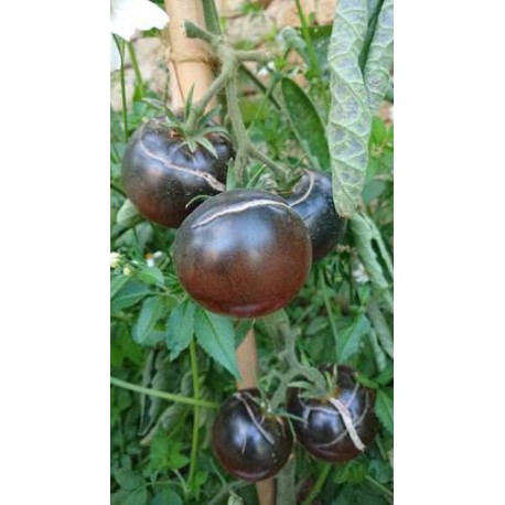 Tomate 'Chesnut Chocolate' - Solanum lycopersicum  (Graines / seeds)