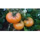 Tomate 'Alice Dream' - Solanum lycopersicum  (Graines / seeds)