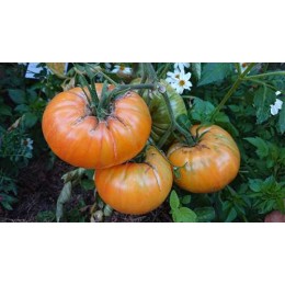 Tomate 'Alice Dream' - Solanum lycopersicum  (Graines / seeds)