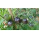 Tomate 'Cosmic Eclipse' - Solanum lycopersicum  (Graines / seeds)