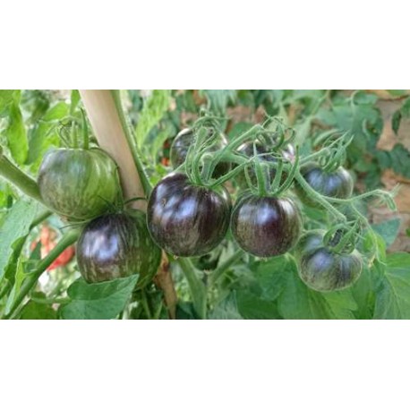Tomate 'Cosmic Eclipse' - Solanum lycopersicum  (Graines / seeds)
