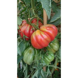 Tomate 'Côtelée de Valence' - Solanum lycopersicum  (Graines / seeds)