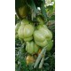 Tomate 'Alice Dream' - Solanum lycopersicum  (Graines / seeds)