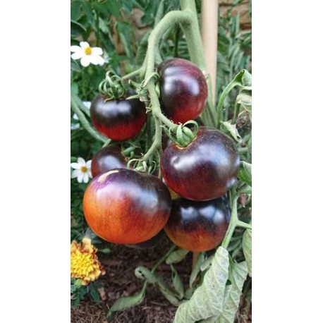 Tomate 'Indigo Apple' - Solanum lycopersicum  (Graines / seeds)