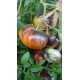 Tomate 'Lucid Gem' - Solanum lycopersicum  (Graines / seeds)