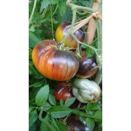 Tomate 'Lucid Gem' - Solanum lycopersicum  (Graines / seeds)