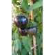 Tomate 'Alice Dream' - Solanum lycopersicum  (Graines / seeds)