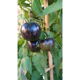 Tomate 'Midnight Tiger' - Solanum lycopersicum  (Graines / seeds)