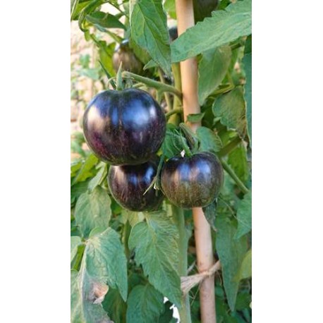 Tomate 'Alice Dream' - Solanum lycopersicum  (Graines / seeds)