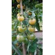 Tomate 'Napa Chardonnay Blusch' - Solanum lycopersicum  (Graines / seeds)