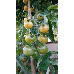 Tomate 'Napa Chardonnay Blusch' - Solanum lycopersicum  (Graines / seeds)