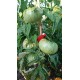 Tomate 'Hillbily Potato Leaf' - Solanum lycopersicum  (Graines / seeds)