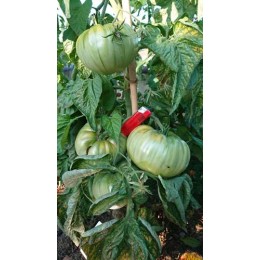 Tomate 'Hillbily Potato Leaf' - Solanum lycopersicum  (Graines / seeds)