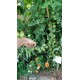 Tomate 'Green Doctors' - Solanum lycopersicum  (Graines / seeds)