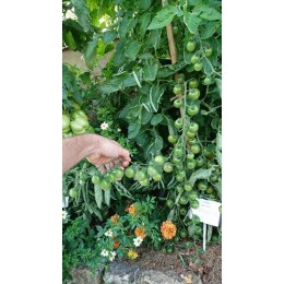 Tomate 'Green Doctors' - Solanum lycopersicum  (Graines / seeds)