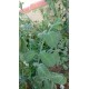 Tomate 'Woolly green zebra' - Solanum lycopersicum  (Graines / seeds)
