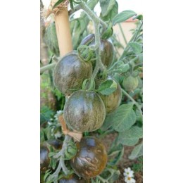 Tomate 'Woolly green zebra' - Solanum lycopersicum  (Graines / seeds)