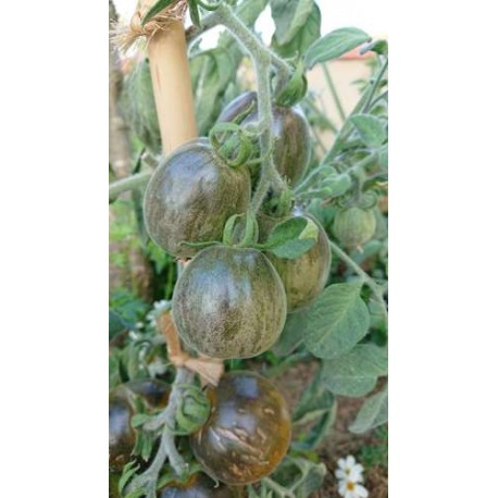 Tomate 'Woolly green zebra' - Solanum lycopersicum  (Graines / seeds)