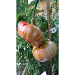 Tomate 'Brutus magnum' - Solanum lycopersicum  (Graines / seeds)