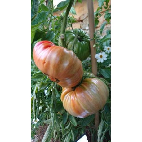 Tomate 'Brutus magnum' - Solanum lycopersicum  (Graines / seeds)