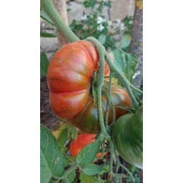 Tomate 'Pantano of Roma' - Solanum lycopersicum  (Graines / seeds)