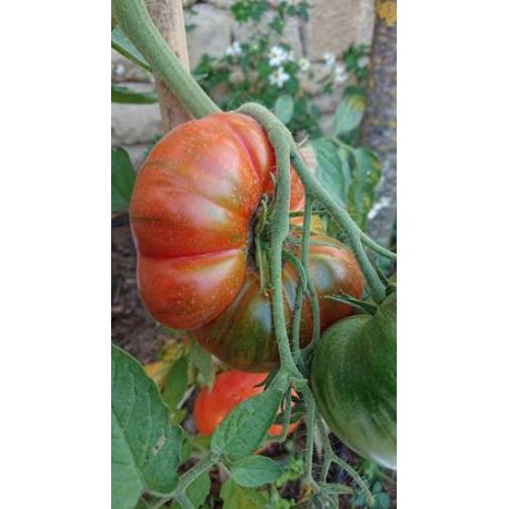 Tomate 'Pantano of Roma' - Solanum lycopersicum  (Graines / seeds)